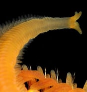 Afbeeldingsresultaten voor Oenonidae. Grootte: 175 x 185. Bron: www.roboastra.com