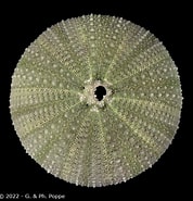 Image result for Strongylocentrotidae Feiten. Size: 178 x 185. Source: www.echinology.com