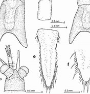 Afbeeldingsresultaten voor Leptomysis capensis Rijk. Grootte: 176 x 185. Bron: www.researchgate.net