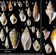 Neogastropoda માટે ઇમેજ પરિણામ. માપ: 188 x 185. સ્ત્રોત: alchetron.com