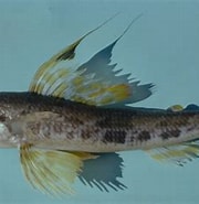 Image result for "aulopus Filamentosus". Size: 180 x 174. Source: ncfishes.com