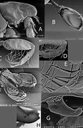 Image result for Bathyporeia gracilis Steam. Size: 120 x 185. Source: www.researchgate.net