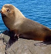 Image result for Galapagos Zeebeer. Size: 176 x 185. Source: diertjevandedag.be