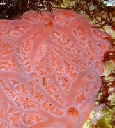 Image result for "clathria Basifixa". Size: 165 x 185. Source: www.underwaterkwaj.com