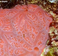 Image result for "clathria Ascendens". Size: 194 x 185. Source: www.underwaterkwaj.com