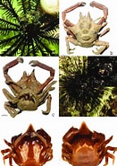 Image result for "ceratocarcinus Longimanus". Size: 131 x 185. Source: www.researchgate.net