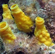 Afbeeldingsresultaten voor "aka Coralliphaga". Grootte: 188 x 185. Bron: www.projectnoah.org