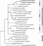 Image result for Calciodinellaceae. Size: 175 x 185. Source: www.researchgate.net