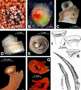 Image result for Paradexiospira Spirorbides vitrea Familie. Size: 166 x 185. Source: www.researchgate.net