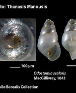 Image result for "odostomia Scalaris". Size: 153 x 185. Source: www.verderealta.it