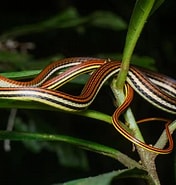 Image result for Dendrelaphis caudolineatus. Size: 176 x 185. Source: www.thainationalparks.com