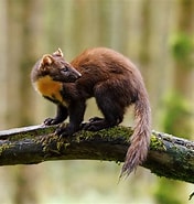 Image result for Mustelidae. Size: 176 x 185. Source: www.1zoom.me
