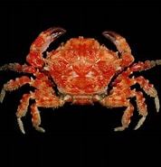 Image result for Paramedaeus simplex. Size: 178 x 185. Source: www.crabdatabase.info