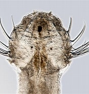 Image result for "sagitta Demipenna". Size: 176 x 185. Source: natuurwijzer.naturalis.nl