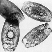 Afbeeldingsresultaten voor "cynoglossus Browni". Grootte: 185 x 185. Bron: www.fishbiosystem.ru