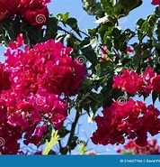 Image result for Bougainvilliidae. Size: 178 x 185. Source: www.dreamstime.com