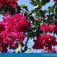 Image result for Bougainvilliidae. Size: 183 x 185. Source: www.dreamstime.com