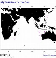 Image result for "Stylocheiron Carinatum". Size: 181 x 185. Source: www.st.nmfs.noaa.gov