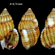 Afbeeldingsresultaten voor "nassarius Pygmaeus". Grootte: 185 x 185. Bron: www.naturamediterraneo.com