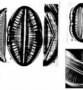 Afbeeldingsresultaten voor "pleuraspis Constricta". Grootte: 172 x 185. Bron: symbiont.ansp.org