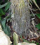 Image result for "stauracantha Spinulosa". Size: 166 x 185. Source: www.pacsoa.org.au