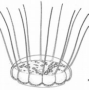 Image result for "solmaris Flavescens". Size: 183 x 185. Source: www.marinespecies.org