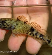 Image result for "cottus Poecilopus". Size: 174 x 185. Source: biotopeaquariumproject.com