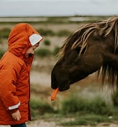 Bilderesultat for fakta om hester for barn. Størrelse: 172 x 185. Kilde: kaeledyrsguiden.dk