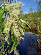 Image result for "leucandra Fistulosa". Size: 139 x 185. Source: www.territorynativeplants.com.au