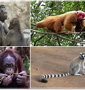 mida de Resultat d'imatges per a I Primati Esistono ancora.: 174 x 185. Font: ilmondodeglianimali.altervista.org
