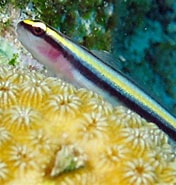 Image result for Elacatinus evelynae. Size: 176 x 185. Source: reefguide.org