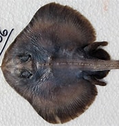 Afbeeldingsresultaten voor Neoraja caerulea Klasse. Grootte: 174 x 185. Bron: shark-references.com