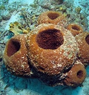 Image result for Neofibularia nolitangere Habitat. Size: 174 x 185. Source: spongeguide.uncw.edu