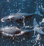 Afbeeldingsresultaten voor Hoe oud worden walvissen. Grootte: 176 x 185. Bron: www.ruimbegrip.nl