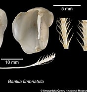 Image result for "bankia Fimbriatula". Size: 176 x 185. Source: naturalhistory.museumwales.ac.uk