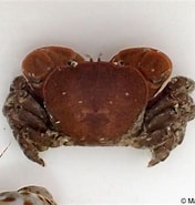Image result for "acmaeopleura Parvula". Size: 176 x 185. Source: tonysharks.com