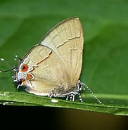 Image result for Calycopsidae. Size: 182 x 179. Source: www.flickr.com