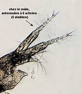 Afbeeldingsresultaten voor "tanaissus Lilljeborgi". Grootte: 161 x 185. Bron: nature22.com