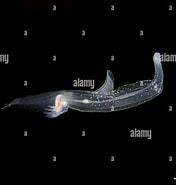 Image result for "pterotrachea Hippocampus". Size: 176 x 185. Source: www.alamy.com