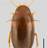 Image result for Malmgreniella ljungmani Rijk. Size: 184 x 185. Source: www.researchgate.net