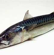 Afbeeldingsresultaten voor Makrelen Onderklasse. Grootte: 180 x 185. Bron: www.ndr.de