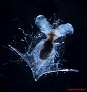 Image result for Clio cuspidata. Size: 174 x 185. Source: pelagics.myspecies.info