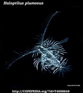 Image result for "haloptilus Acutifrons". Size: 166 x 185. Source: www.st.nmfs.noaa.gov