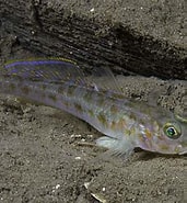 Image result for Lampanyctus pusillus Dieet. Size: 171 x 185. Source: adriaticnature.com