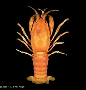 Image result for "palinustus Truncatus". Size: 176 x 185. Source: www.crustaceology.com