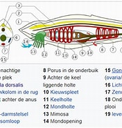 Image result for Lancetvisje Feiten. Size: 176 x 185. Source: www.sociaalzoogdiermens.be
