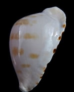 Image result for Prismatopus albanyensis. Size: 148 x 185. Source: new.thelsica.com
