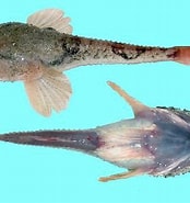 Image result for "benthophilus Stellatus". Size: 174 x 185. Source: nas.er.usgs.gov