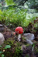 Image result for Amanita Habitat. Size: 123 x 185. Source: pxhere.com