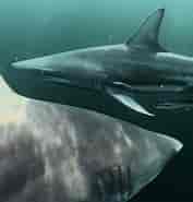 Blacktip Shark Predators 的图像结果.大小：177 x 185。 资料来源：seaunseen.com